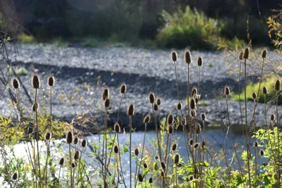 DSC_6539 (Large).JPG